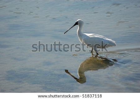 Royal Spoonbill reflected in water