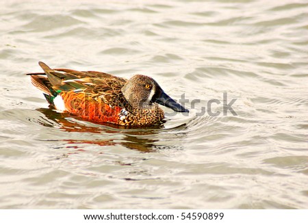 shoveller duck