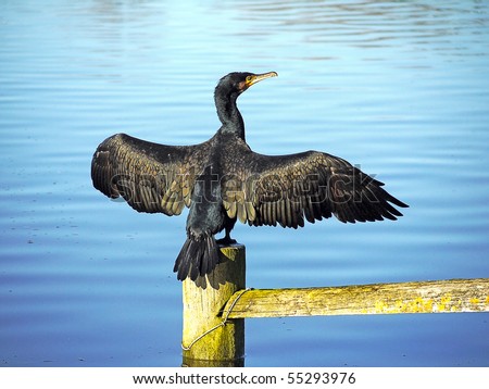 stock-photo-great-cormorant-black-shag-phalacrocorax-carbo-spreading-wings-55293976.jpg