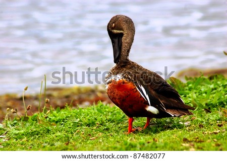 shoveller duck