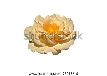 a rose with a golden glow on white