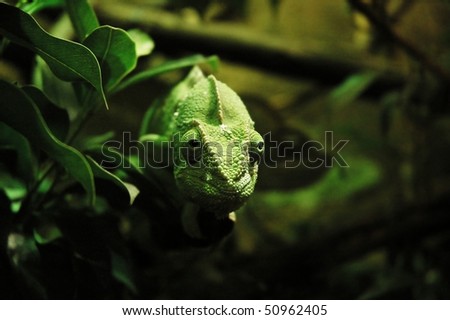 Amazing exotic creature. Small lizard - who can change color of the skin. green chameleon