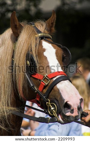 Beautiful Horse Head close-up. Hyde Park, London. Picture is taken at the Horsemen\'s sunday 2006.