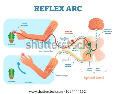Spinal Reflex Arc anatomical scheme, vector illustration, with spinal cord, stimulus pathway to the sensory neuron, relay neuron, motor neuron and muscle tissue. Educational diagram.