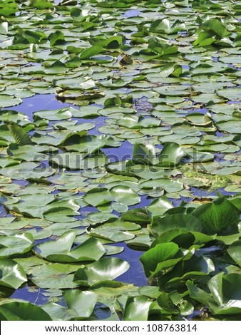 Overpopulation in nature: Water lilies growing upward as well as outward on the surface of  a lake in northern Illinois