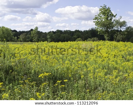 Prairie landscape in northern Illinois: field of goldenrod near woods in late summer