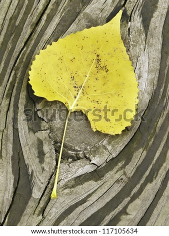Autumn still: Spotted leaf of eastern cottonwood (botanical name: Populus deltoides) on wooden plank with age rings around knot