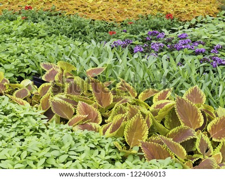 Springtime in a greenhouse: Coleus and other decorative plants ready to be planted in gardens
