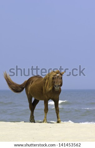Wild horse looking at you as it stands swishing its tail on sandy beach of Assateague Island, Maryland