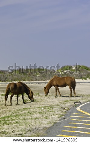 Two wild horses grazing sparse grass near parking lot at Assateague Island National Seashore in eastern Maryland