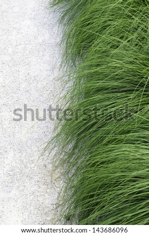 Garden half and half: Path of white crushed gravel bordered by long decorative grass