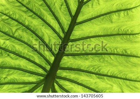 Macro abstract: Branching pattern of veins along large green leaf backlit by sunlight