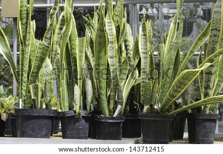 Potted snake plants (botanical name: Sansevieria trifasciata), also known as mother-in-law's tongue (poisonous if ingested), an ornamental native to tropical western Africa, on table in greenhouse