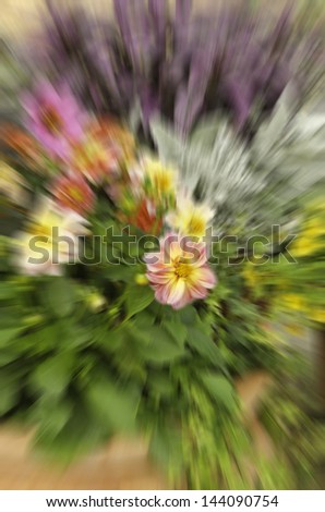 Garden impressionism: Radial blur of potted plants, with green and purple leaves, and variety of flowers, zoomed in on bloom with pink petals, at start of summer