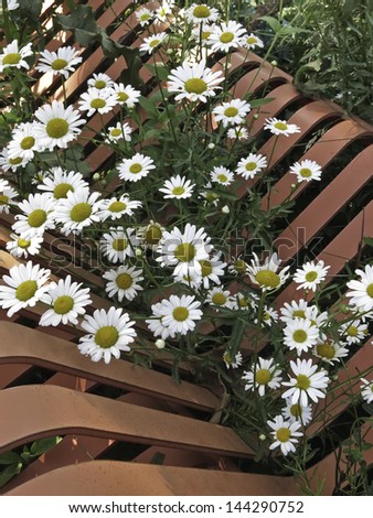 Invasion of floral opportunists early in summer: Clump of daisies, possibly daisy fleabane (botanical name: Erigeron strigosus), growing through a park bench at end of June, northern Illinois