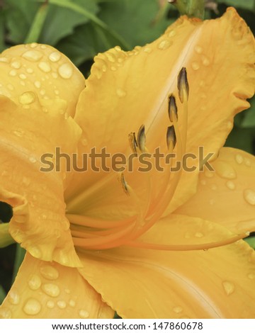 Wet daylily (genus Hemerocallis) cultivar named Ruffled Apricot with six curved stamens in a summer garden