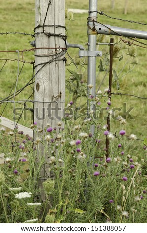 Rural detail: Steel gate guarded by thistles and other wildflowers by fence post with barbed wire on farm, summer in northern Illinois