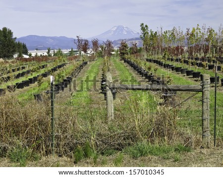 Nursery in the Hood River valley with Mt. Hood in the distance