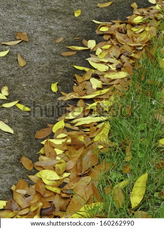 Autumn at a glance: Fallen leaves between edge of lawn and pavement on college campus in Oregon