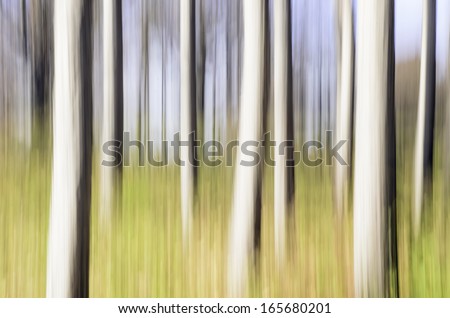 Abstract of pine trees in sunlight: Painterly motion blur of a stand of pines, green undergrowth, and sky, autumn in northern Illinois, USA