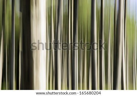 Abstract of mature pine trees: Motion blur of a stand of pines in northern Illinois, USA, on a sunny afternoon