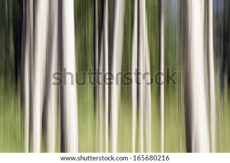 Abstract of pine trees in sunlight: Painterly motion blur of a stand of pines, autumn in northern Illinois, USA