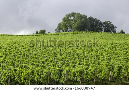 Vineyard bright green under gray rain clouds: Break in afternoon rain illuminates Willamette Valley wine country in northern Oregon, USA