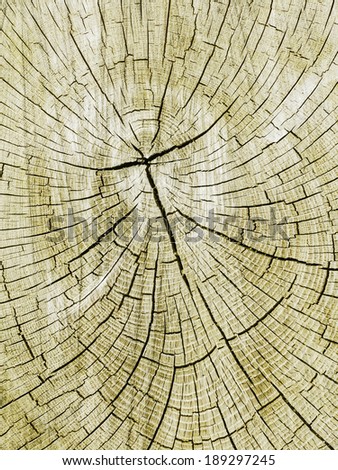 Growth rings: Closeup of a cross section of a tree stump with patterns of circles and cracks as a chronological record of climate