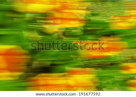 Abstract created with camera in motion over daffodils and other garden flowers in spring