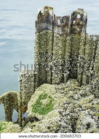 Encrustation of barnacles on iron pilings at low tide in Pacific Northwest, USA