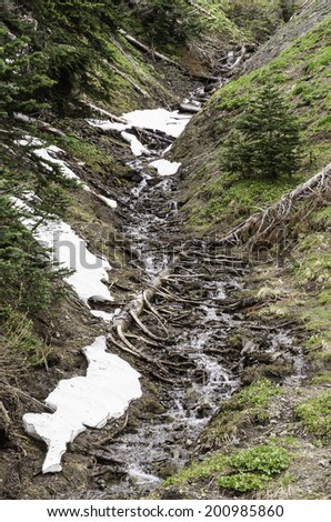 Rivulet of meltwater on mountain slope with patches of snow in springtime, Olympic National Park, Washington, USA