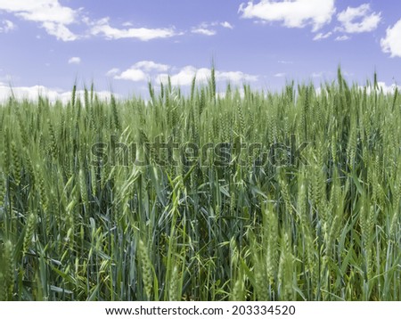 Wheat field in light breeze, eastern Washington, USA, in June