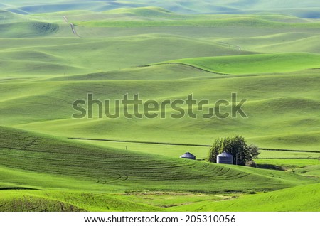 Rolling hills of The Palouse in western Washington, USA, with two silos surrounded by fields of green wheat, on a sunny evening in spring