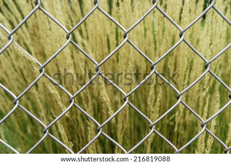 Contrast in patterns -- man-made and natural -- in a back yard: Wire mesh fence by tall ornamental grass (foreground focus)