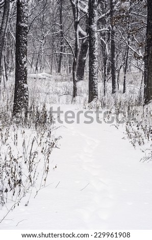 Path into snowy woods: Silent getaway with partially covered boot tracks in snow on a wintry day in a forest preserve in northern Illinois, USA, at the start of January