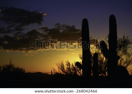 Arizona sunset: Saguaro cactus (binomial name: Carnegiea gigantea) in silhouette in Saguaro National Park West, Tucson, Arizona, with copy space at left