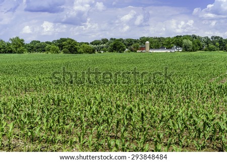 Field of corn early in June, with community dairy farm and windbreak of deciduous trees in the distance, northern Illinois