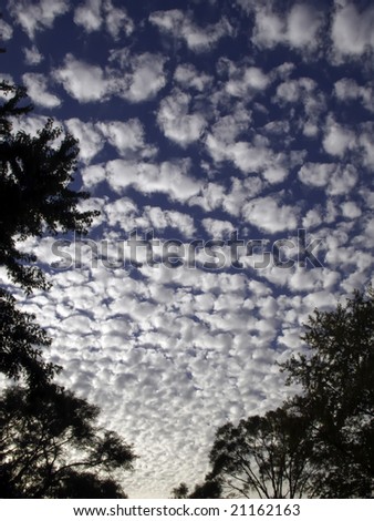 High clouds patterned like a huge puzzle in blue morning sky, framed by treetop silhouettes