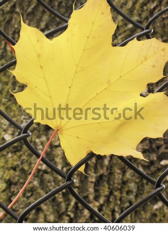 Yellow maple leaf caught in black mesh fence by tree