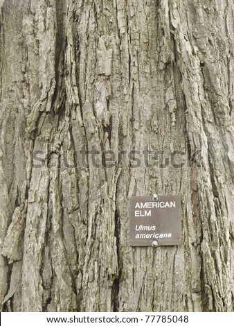 Bark of American elm (botanical name: Ulmus americana), a hardy tree native to eastern North America