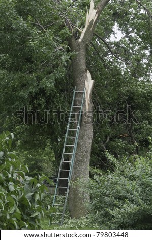 After the storm: Extension ladder propped against trunk of tree severely damaged by high winds early in summer