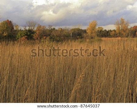 Prairie landscape at sunset in fall, with rain clouds moving in beyond horizon of woods, northern Illinois