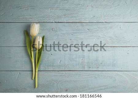 two white tulips on blue wooden background