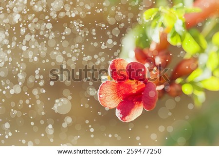 macro shot of trumpet vine flowers in dew on sunny morning