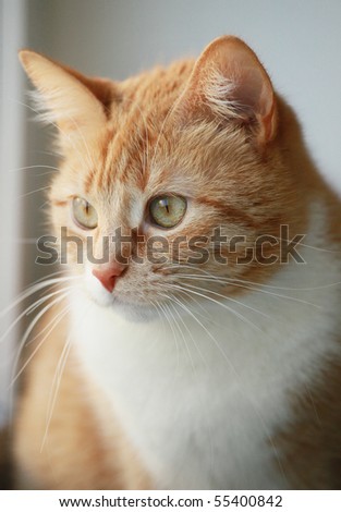 portrait of young red cat