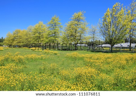 Perfect summer day with green grass and yellow flowers with blooming trees and blue sky. Field of high fresh grass with flowers in the country side with houses at the distance.