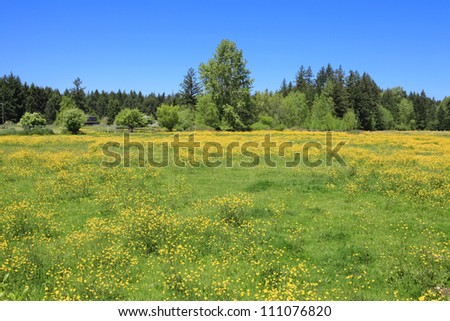 Perfect summer day with green grass and yellow flowers with blooming trees and blue sky. Field of high fresh grass with flowers in the country side with houses at the distance.