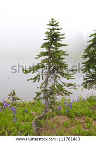Small pine tree and wild flowers in fog with lake on the background. Mt. Rainier national Park area. Naches Peak Loop Trail in August. Roundtrip 3.0 miles, Elevation Gain 600 ft, Highest Point 5849 ft