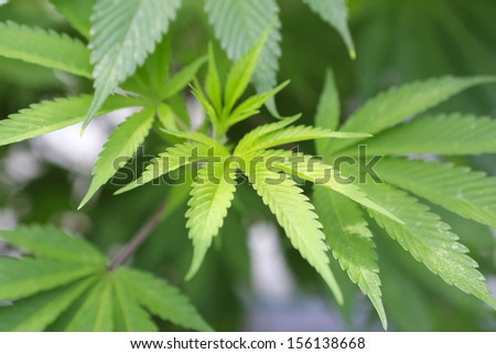Marijuana ( cannabis), hemp plant growing inside of the green house in private garden of Washington State. Legal Medical marijuana law in US. Grower uses leaves to make juice for health support.