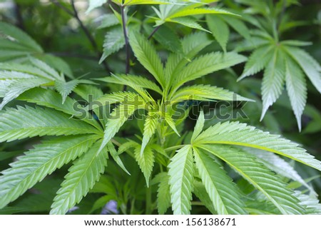 Marijuana ( cannabis), hemp plant growing inside of the green house in private garden of Washington State. Legal Medical marijuana law in US. Grower uses leaves to make juice for health support.
